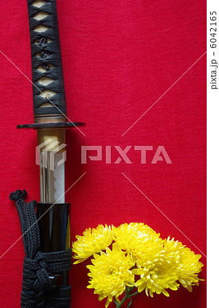 抜きかけの刀と黄色い菊の花 6042165