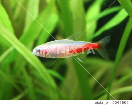 Gold Neon fish Gold Neon fish 6042602