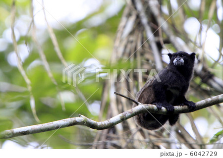 アマゾン　タマリン 6042729
