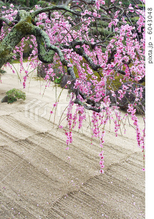 砂模様としだれ梅 砂模様としだれ梅 6043048