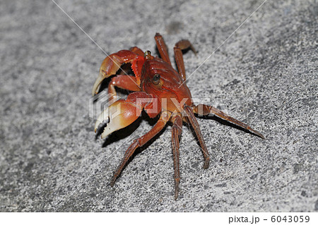 ベンケイガニ（西表島産）１ 6043059