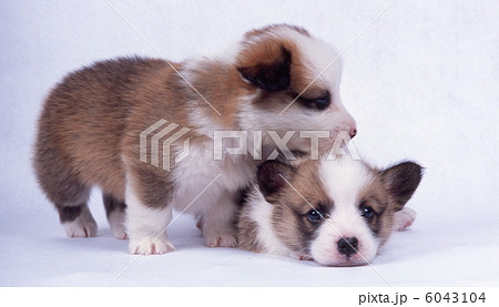 コーギー 6043104