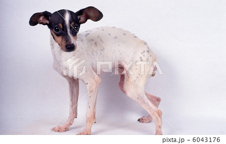 日本テリア 6043176