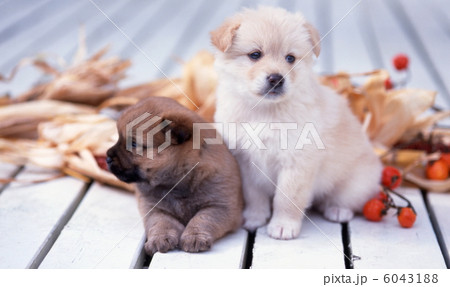 白いデッキで遊ぶ仔犬 6043188