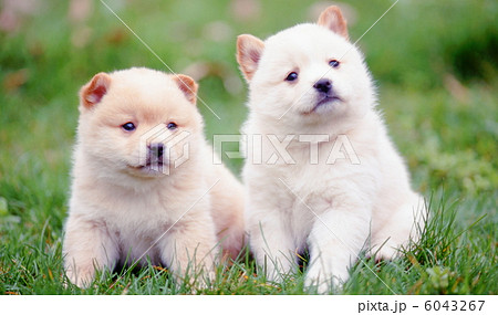 お庭で遊ぶ仔犬 6043267