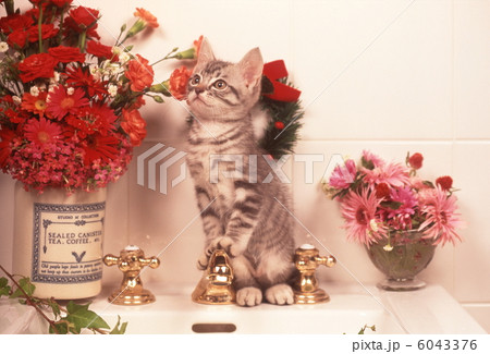 仔猫のクリスマスイメージ 6043376