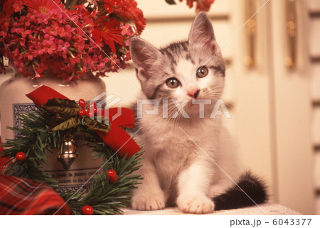 仔猫のクリスマスイメージ 6043377