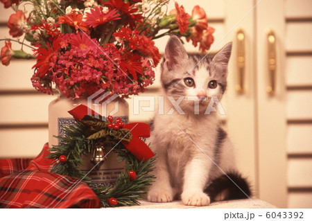 仔猫のクリスマスイメージ 6043392