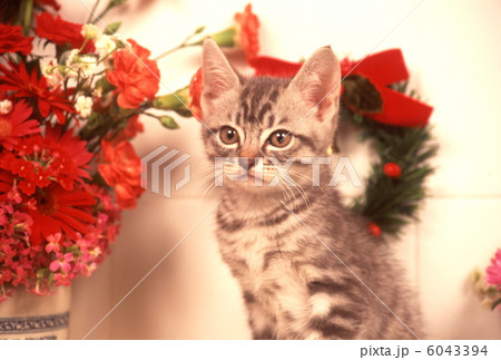 仔猫のクリスマスイメージ 仔猫のクリスマスイメージ 6043394