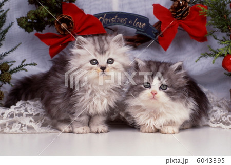 仔猫のクリスマスイメージ 仔猫のクリスマスイメージ 6043395