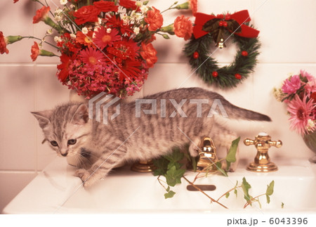 仔猫のクリスマスイメージ 6043396