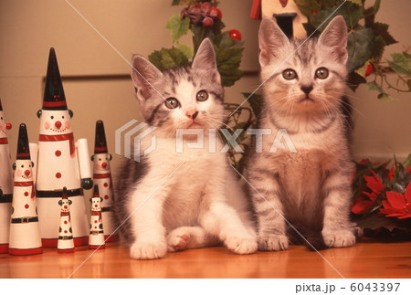 仔猫のクリスマスイメージ 6043397