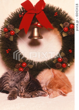 仔猫のクリスマスイメージ 仔猫のクリスマスイメージ 6043418