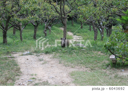 野生のイノシシ 6043692