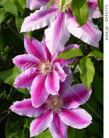 クレマチス 6043775