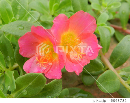 ポーチュラカ（花滑りひゆ） 6043782