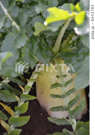 大根 6043783