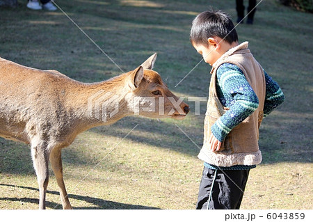 奈良公園の鹿と男の子 6043859