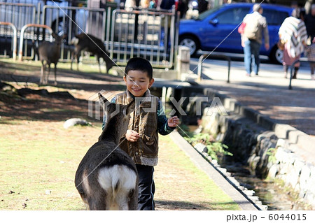 奈良公園の鹿と男の子 6044015