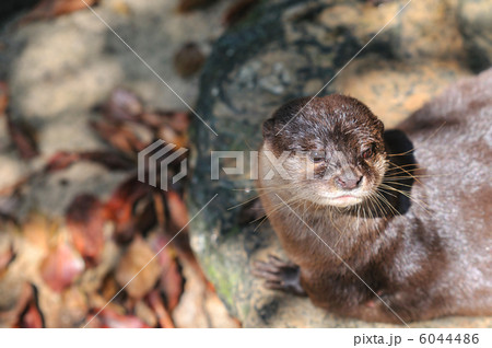 コツメカワウソ 6044486