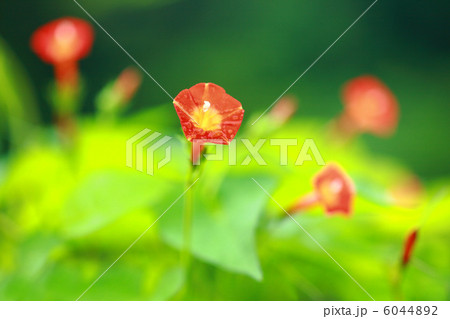 マルバルコウソウ マルバルコウソウ 6044892