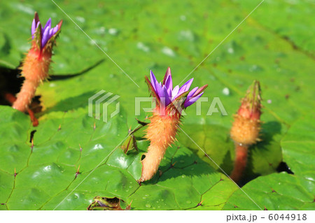 オニバス 6044918