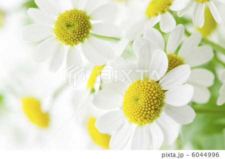 マトリカリア 6044996