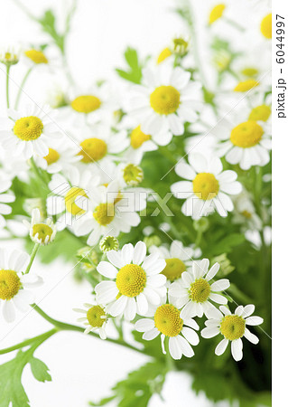 マトリカリア マトリカリア 6044997