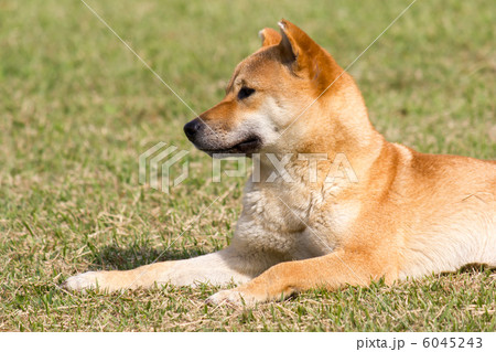 ノラの柴犬 6045243