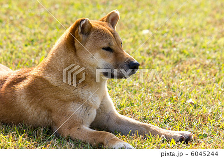 ノラの柴犬 6045244