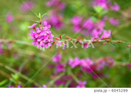 ミソハギ ミソハギ 6045299