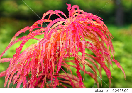 ハゲイトウ 6045300