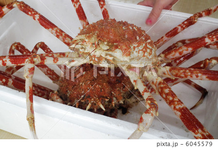 タカアシガニ タカアシガニ 6045579