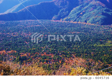 秋の風景・紅葉が進む青木ヶ原樹海・横位置 秋の風景・紅葉が進む青木ヶ原樹海・横位置 6045716