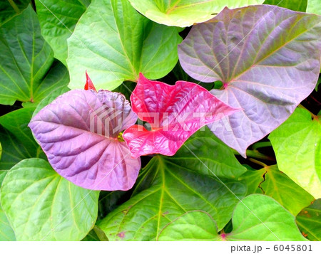 紅紫色がはいる安納芋の葉 6045801
