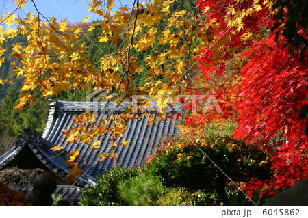 京都 金蔵寺の紅葉 京都 金蔵寺の紅葉 6045862