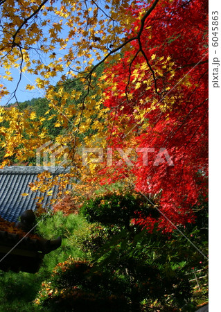 京都 金蔵寺の紅葉 京都 金蔵寺の紅葉 6045863