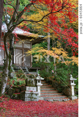 京都　護法堂弁財天の紅葉 6045864