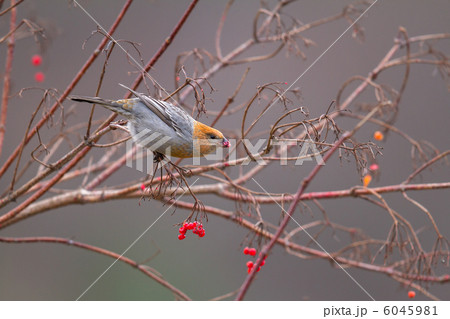 ギンザンマシコ 6045981