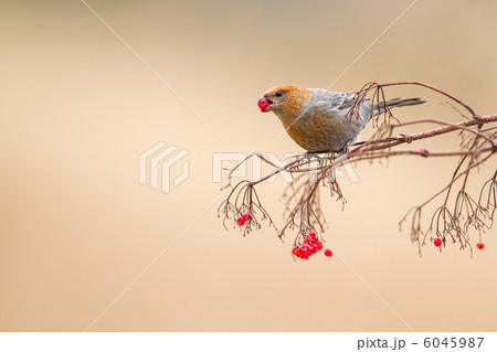 ギンザンマシコ 6045987