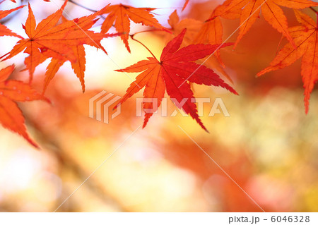 紅葉 6046328