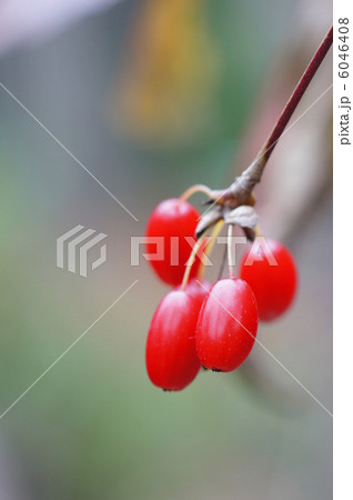 赤いサンシュユの実 6046408