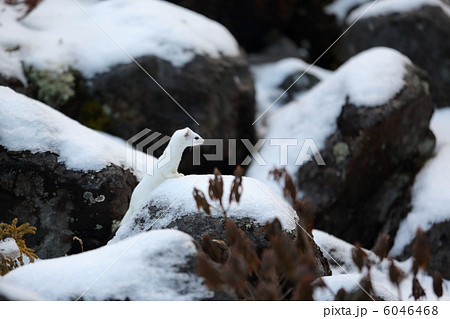 雪とオコジョ 横向き の写真素材