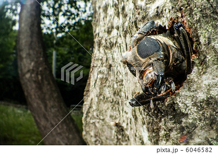 シロスジカミキリの羽脱 6046582