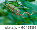 オオカマキリの交尾 6046584