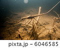 水中のミズカマキリ 6046585