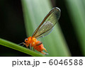 寄生蜂に寄生されたアカハネナガウンカ 6046588