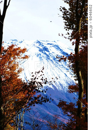 背景素材・手前樹木の間に冠雪富士・縦位置ハガキ対応比 6046602
