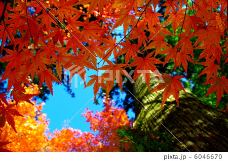 紅葉 6046670