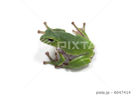 カエル 6047414